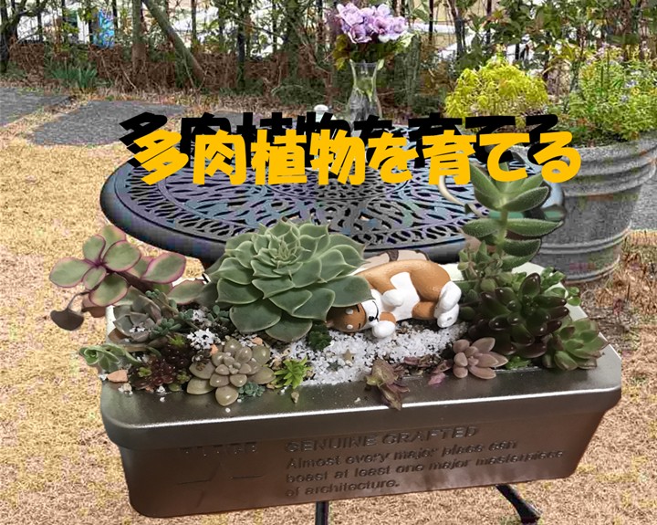 多肉植物