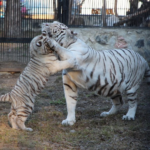 動物園ＳＮＳ集（息抜きに）